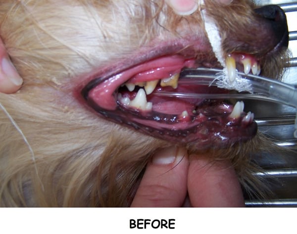 A close up of a dog receiving dental care's mouth. This is a before shot