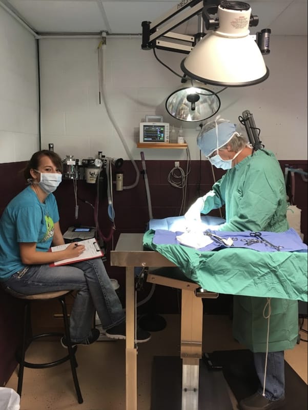 Surgical room. Pictured is the vet performing surgery while a vet tech takes notes and observes