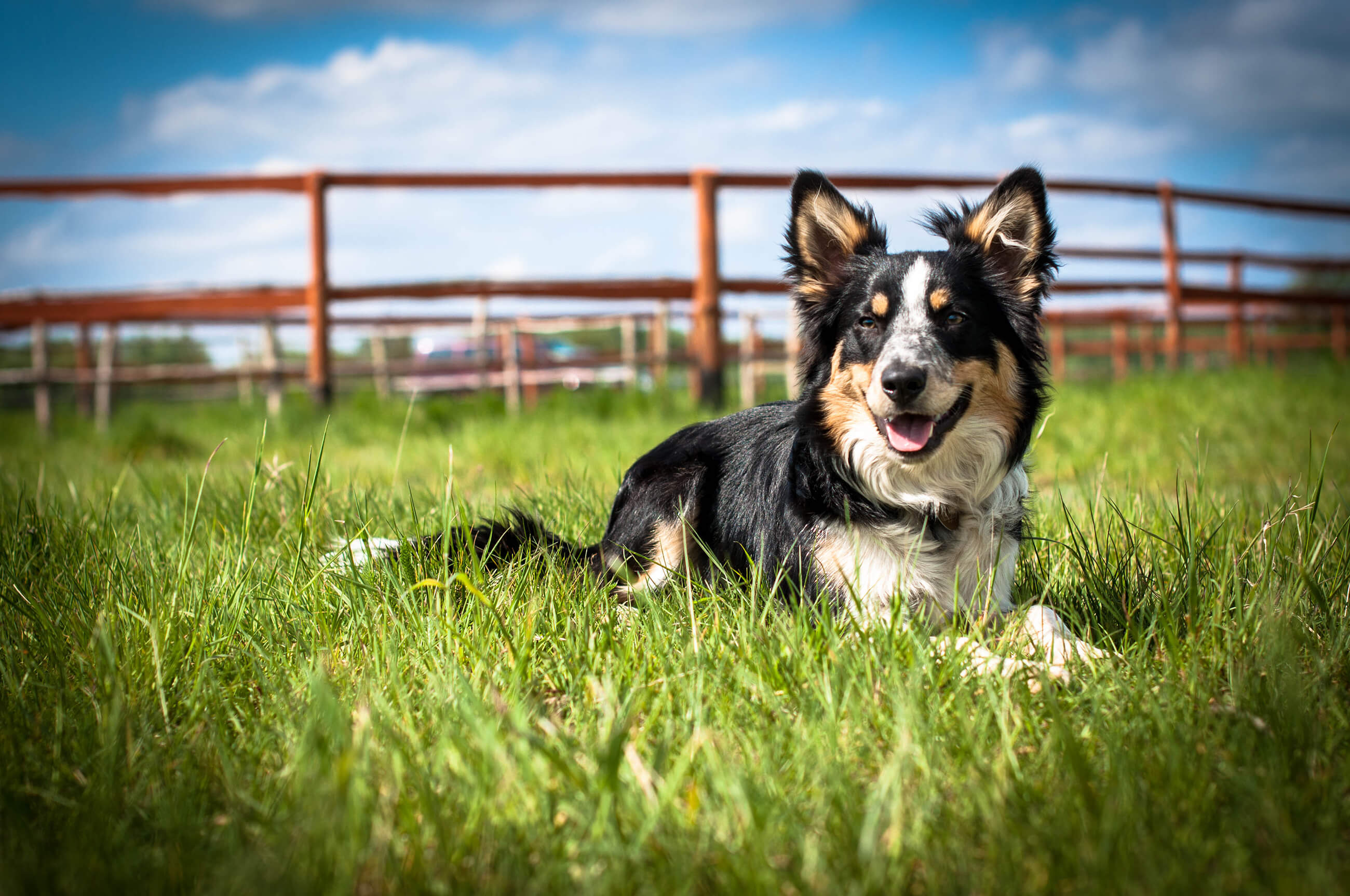 A black, white and brown herding dog laying down in a farm field