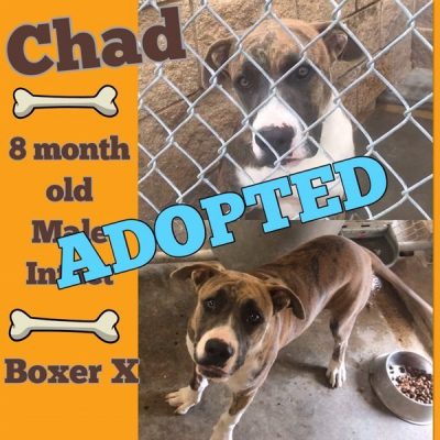 Chad-13
