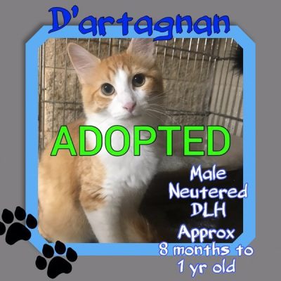Dartagnan-1