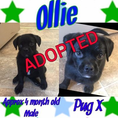 Ollie-1-1