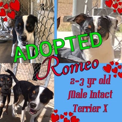 Romeo-2