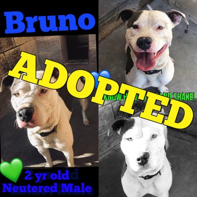 bruno-adopted
